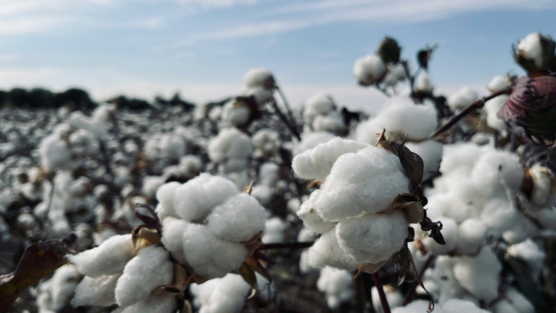 Peruvian Tanguis Cotton: Everyday Luxury, Naturally