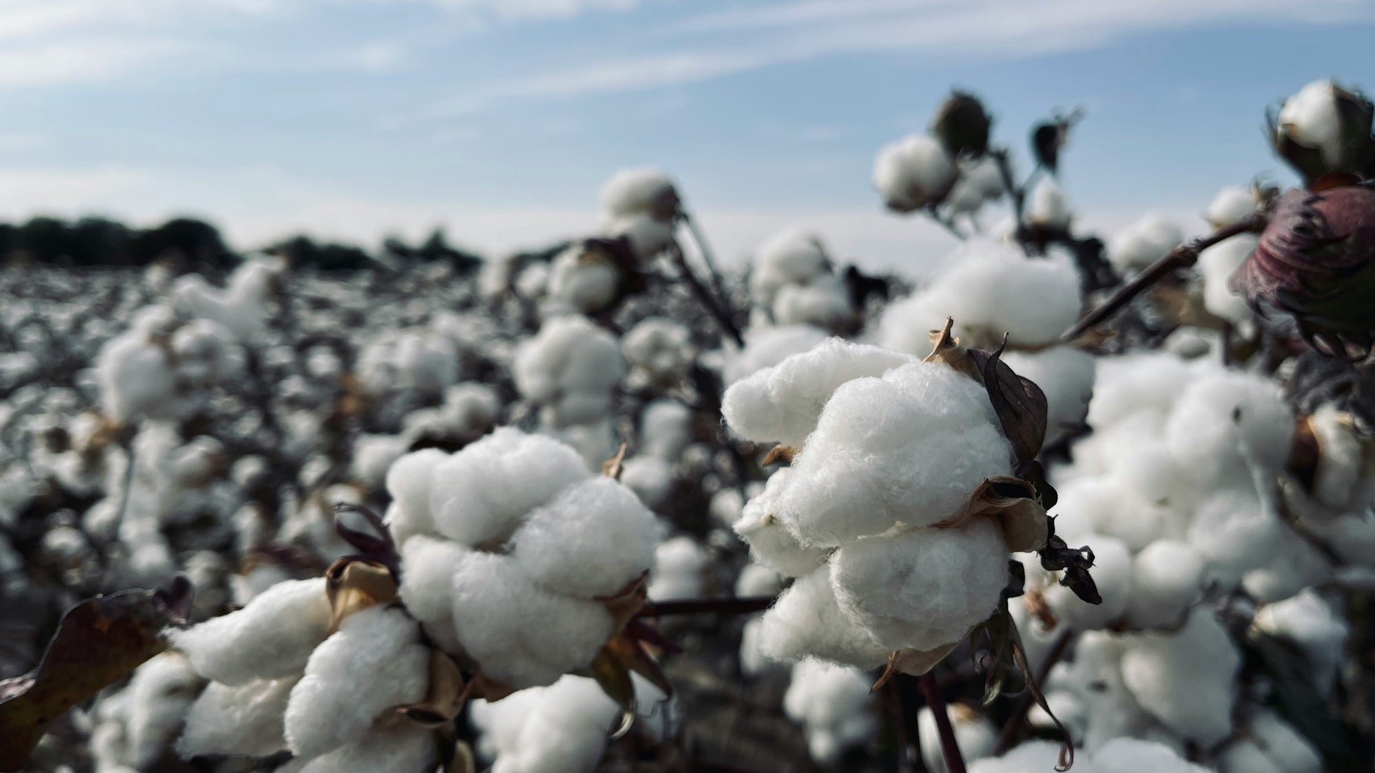 Peruvian Tanguis Cotton: Everyday Luxury, Naturally