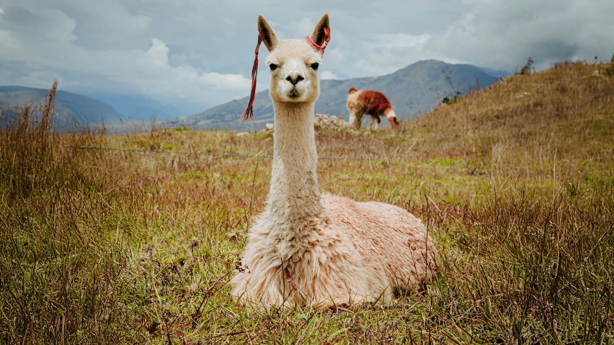 The Beauty of Baby Alpaca: Nature’s Luxury Fiber