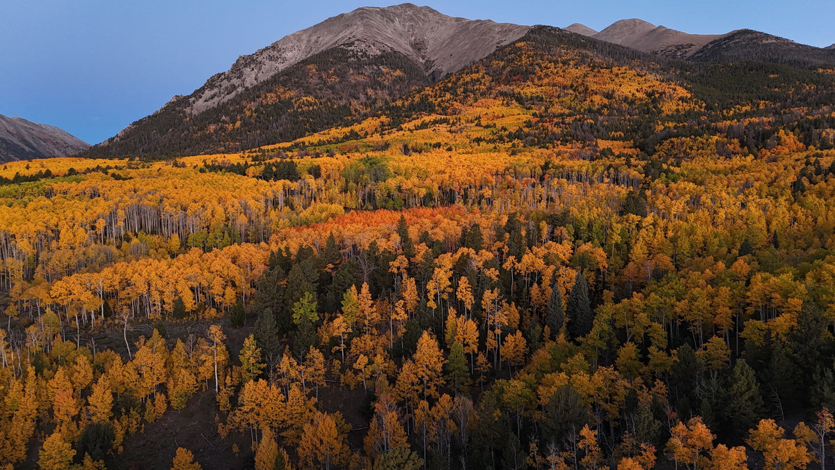 Chasing Gold: Our Guide to Leaf Peeping in Colorado