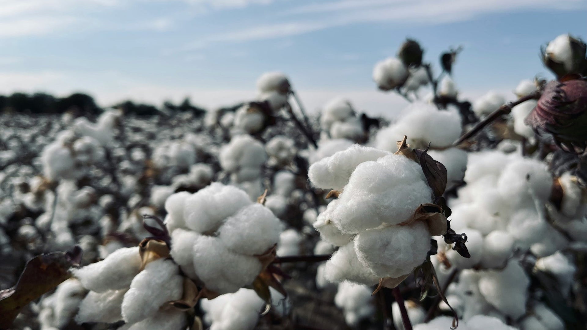 Peruvian Tanguis Cotton: Everyday Luxury, Naturally